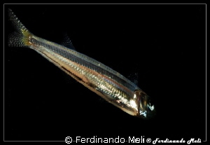 Metallic fish... by Ferdinando Meli 